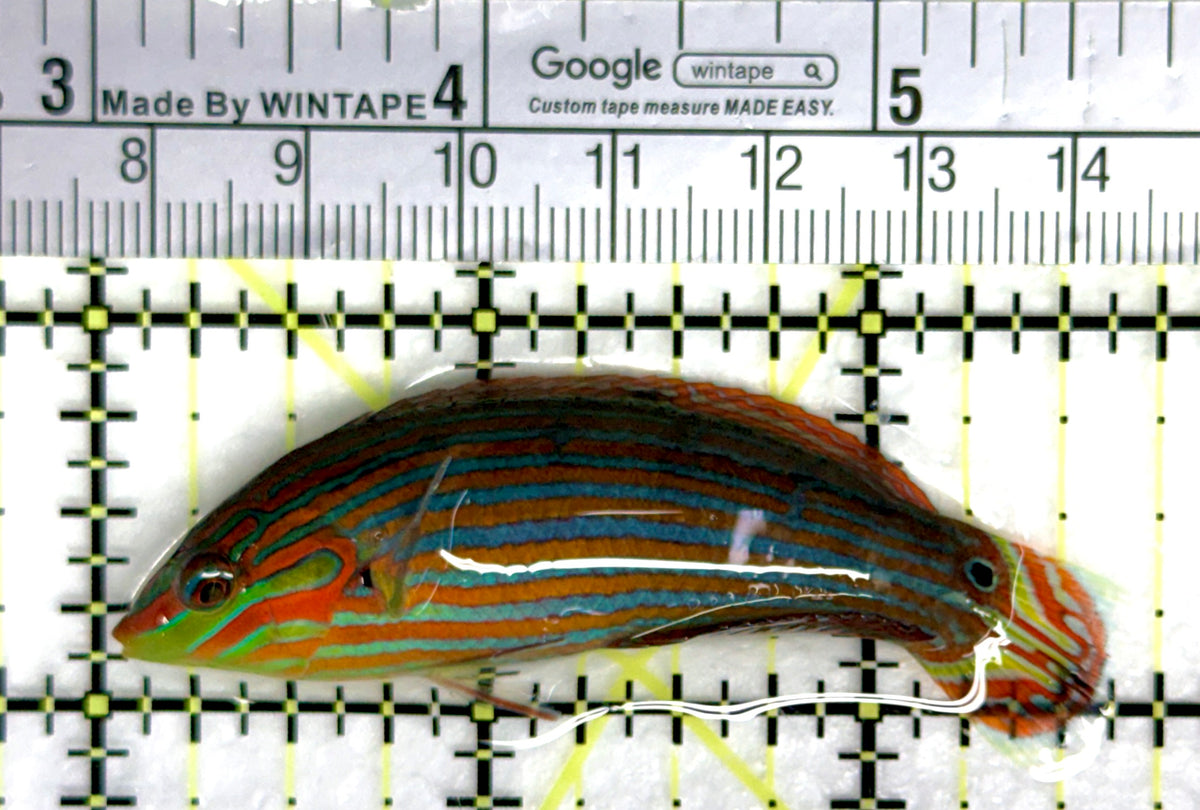 Melanurus Wrasse MW091203 WYSIWYG Size: M 2.75" approx
