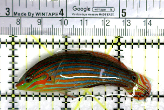 Melanurus Wrasse MW091203 WYSIWYG Size: M 2.75" approx