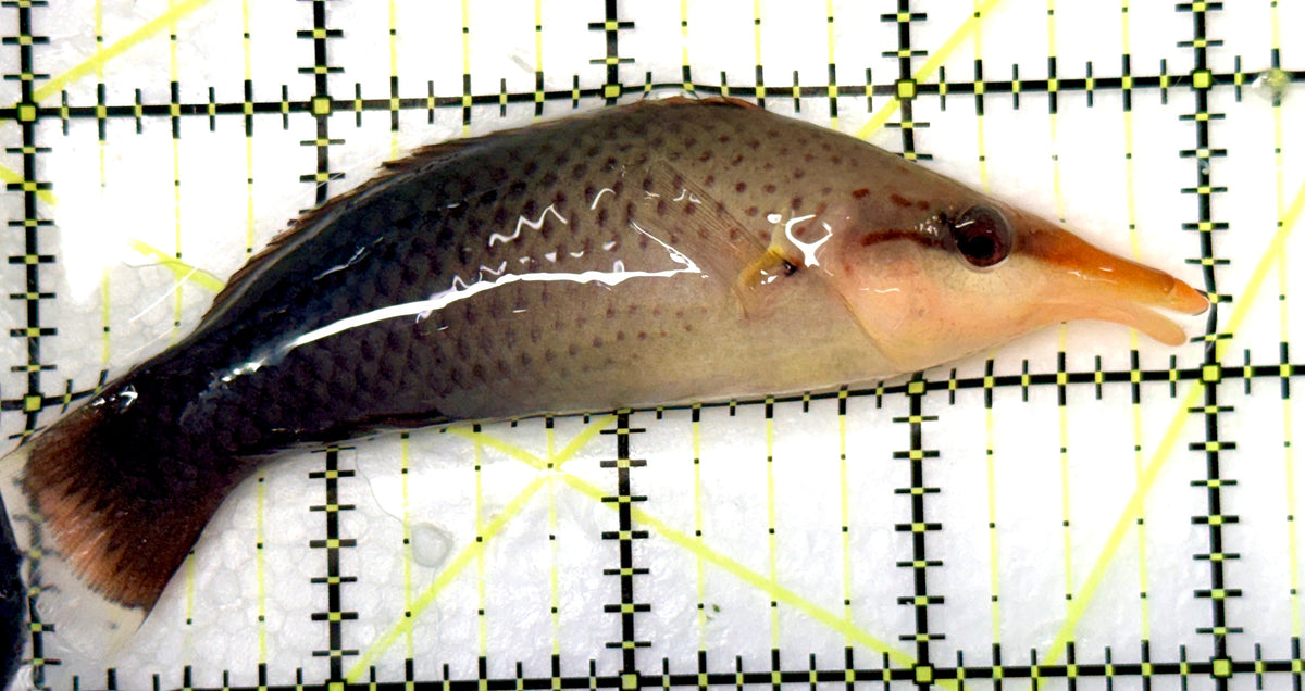 Brown Bird Wrasse BBW091201 WYSIWYG Size: L 4.25" approx