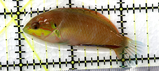 Moyer's Leopard Wrasse MLW091202 WYSIWYG Size: ML 2.5" approx