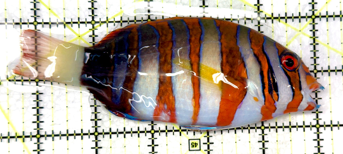 Harlequin Tuskfish HT091201 WYSIWYG Size: XL 5.5" approx