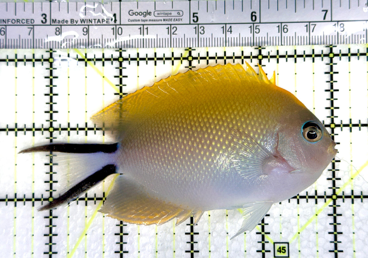 Swallowtail Angelfish Female (Reefsafe) SAF091201 WYSIWYG Size: XL 4.5" approx
