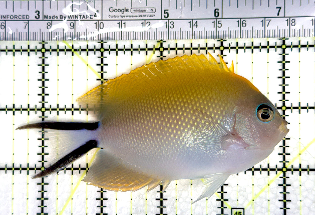 Swallowtail Angelfish Female (Reefsafe) SAF091202 WYSIWYG Size: XL 4.5" approx