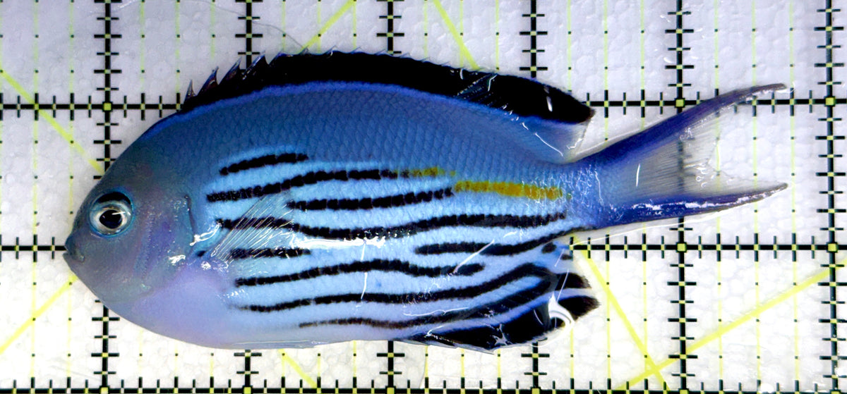 Watanabe Angelfish (Male) WAM091201 WYSIWYG Size: XL 5" approx