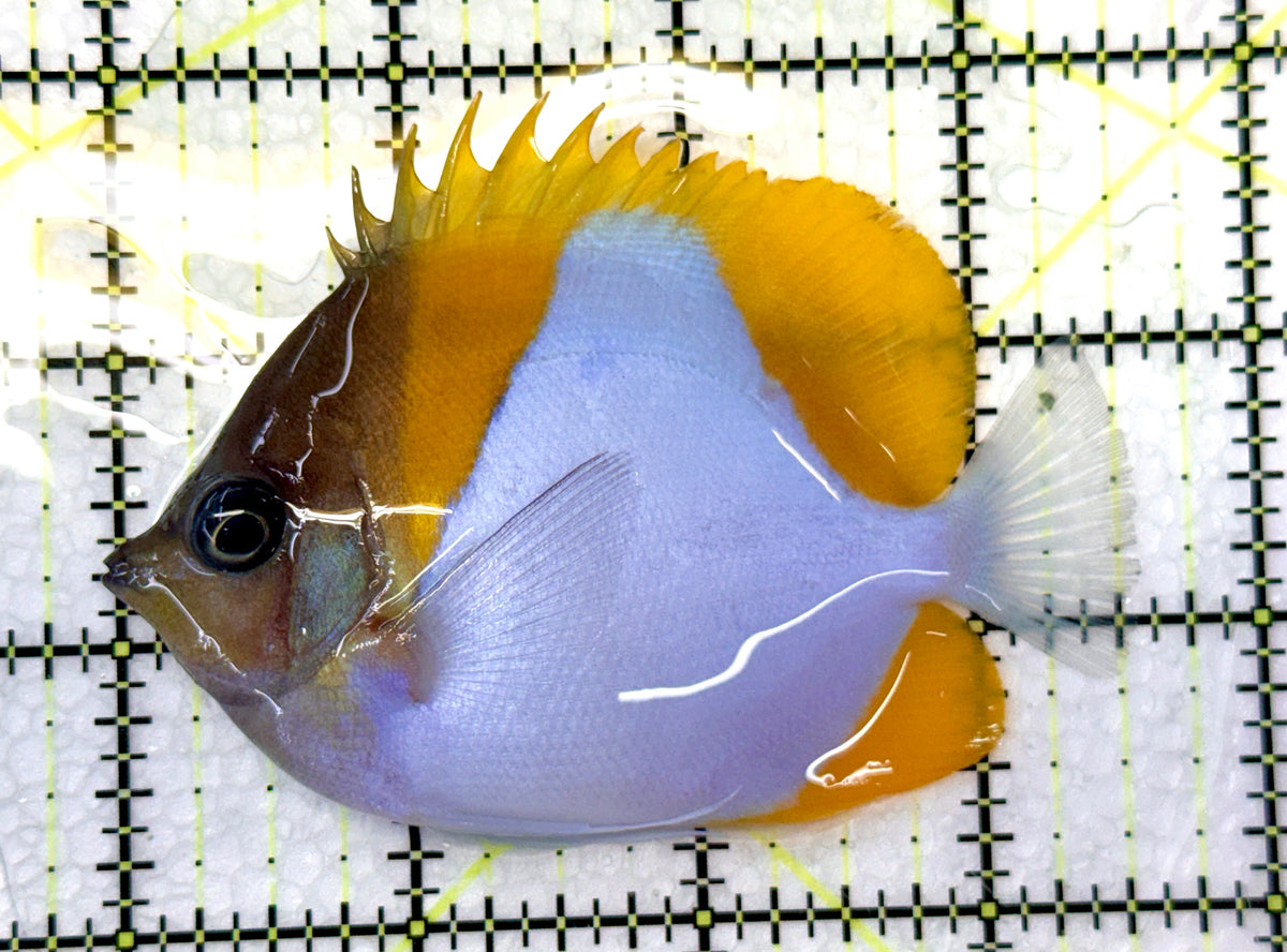 Pyramid Diamond Butterflyfish PDB091201 WYSIWYG Size: M 3.5" approx