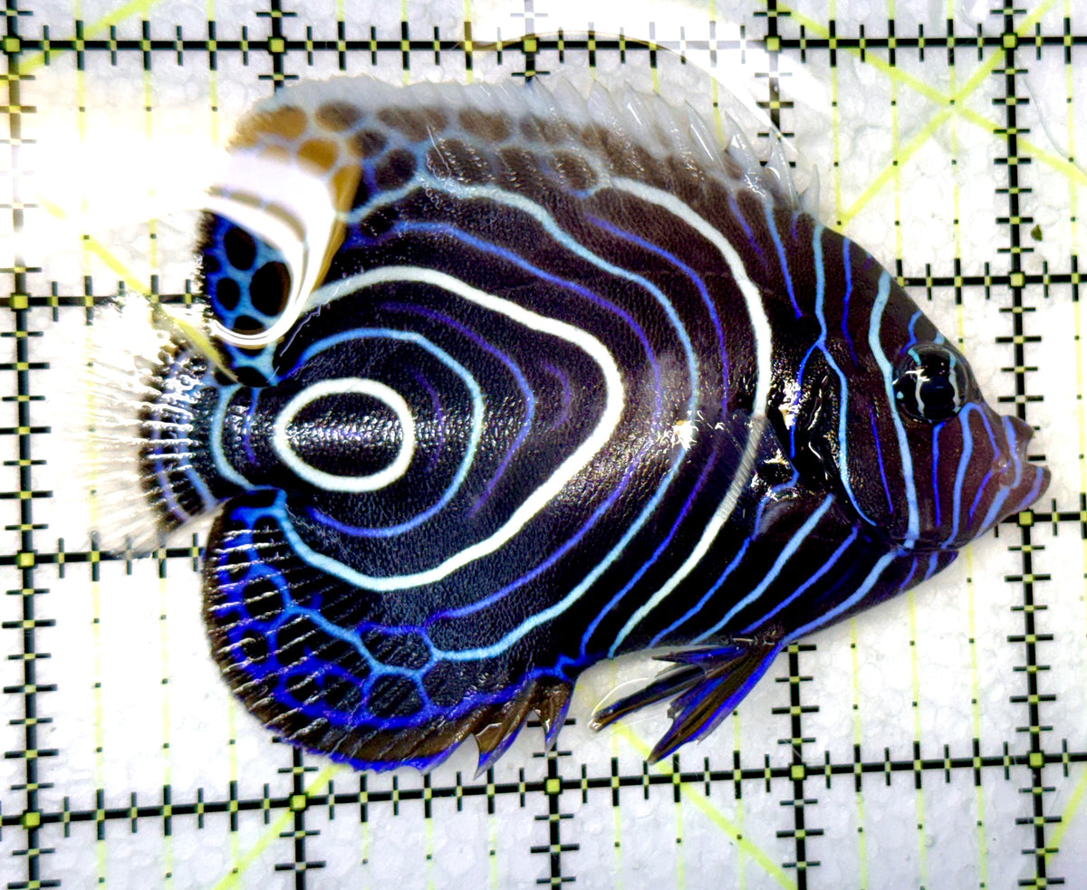 Emperor Angelfish Juvenile EAJ091201 WYSIWYG Size: L 4" approx