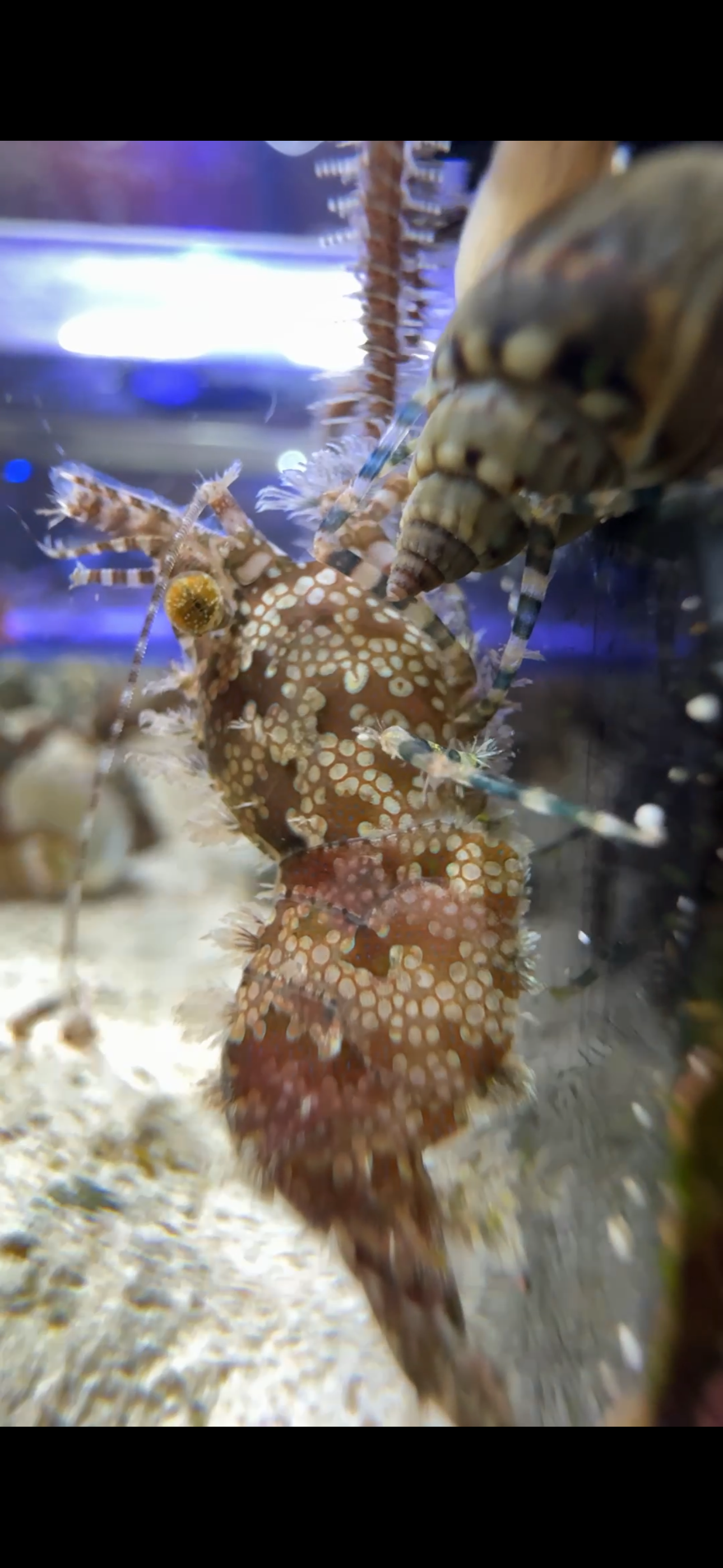 Saron Shrimp SS090601 WYSIWYG Size: S 1" to 2"