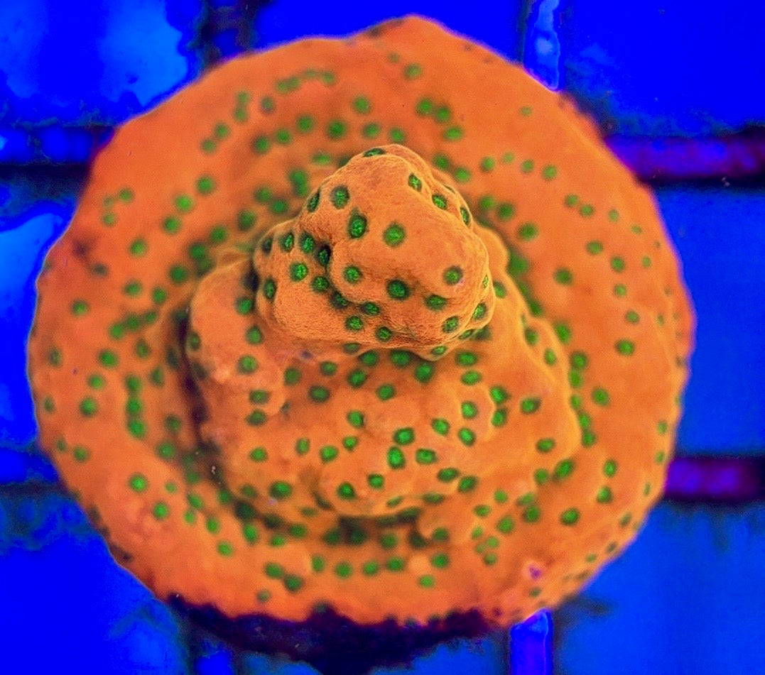 Sunset Montipora SM102601 WYSIWYG