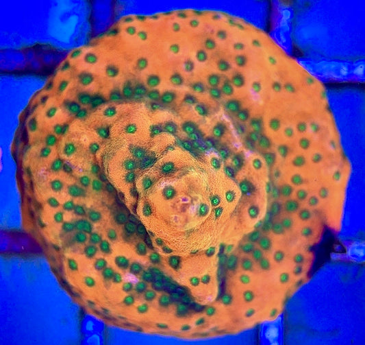 Sunset Montipora SM102602 WYSIWYG