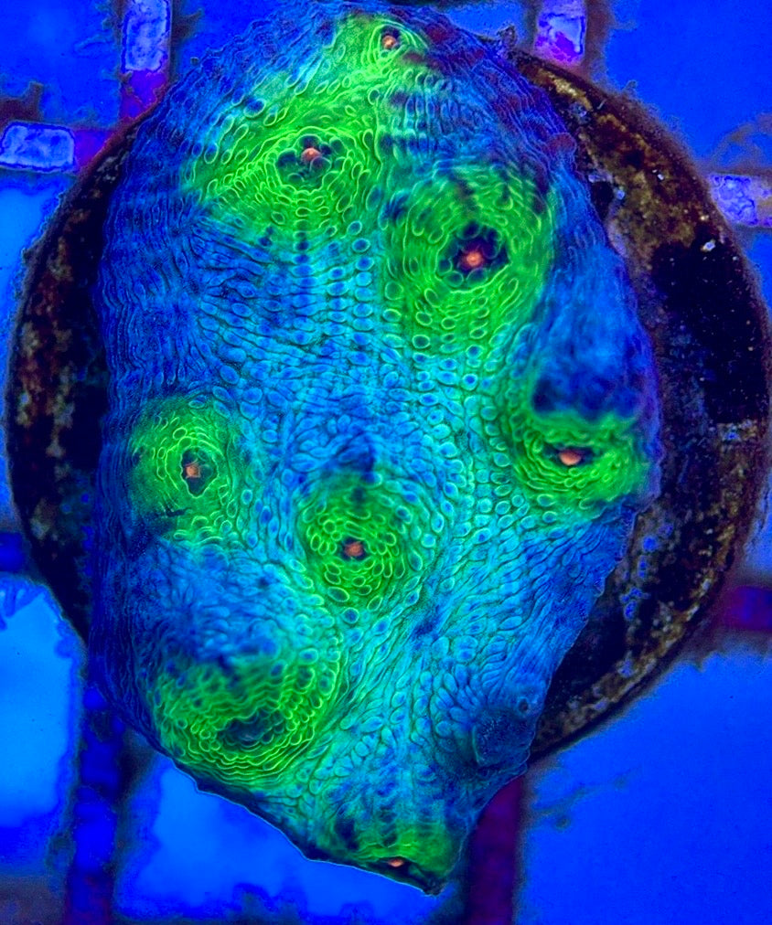 Pink Eye Mycedium Chalice PEMC102601 WYSIWYG