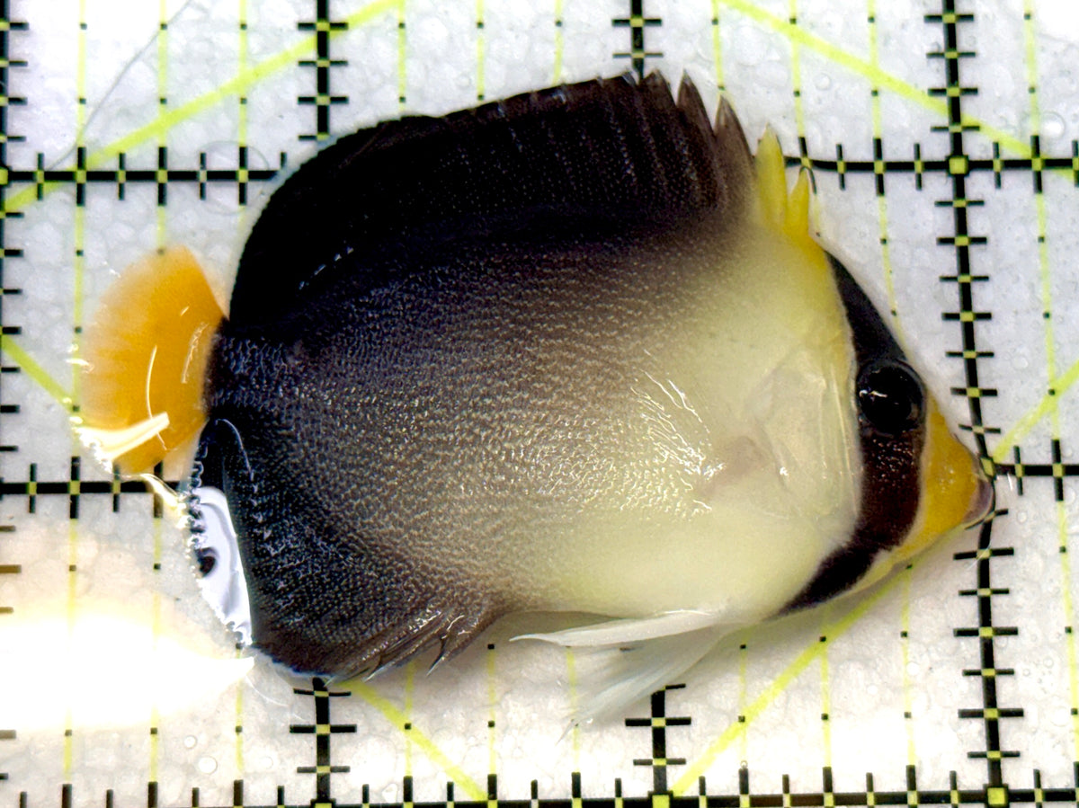 Singapore Angelfish SA091201 WYSIWYG Size: S 2.75" approx