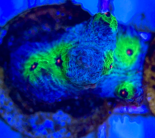 Pink Eye Mycedium Chalice PEMC102602 WYSIWYG