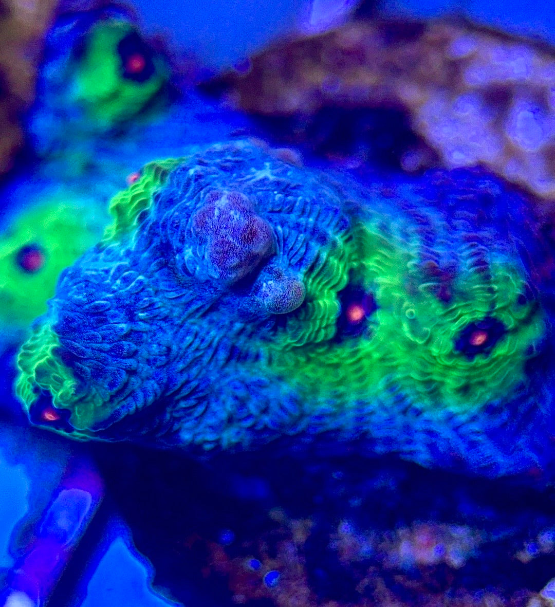 Pink Eye Mycedium Chalice PEMC102602 WYSIWYG