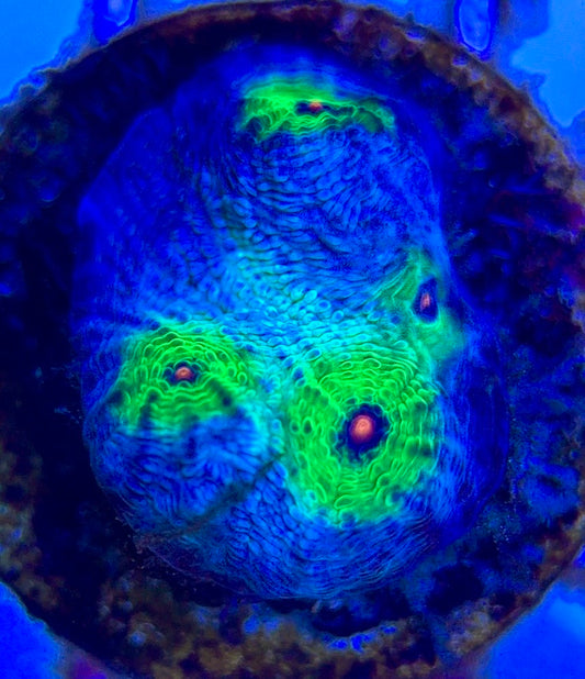 Pink Eye Mycedium Chalice PEMC102603 WYSIWYG