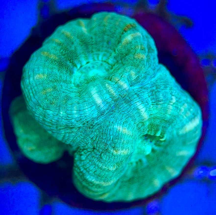 Aquacultured Trumpet Candy Cane Size: L 0.75" to 1" - Violet Aquarium 