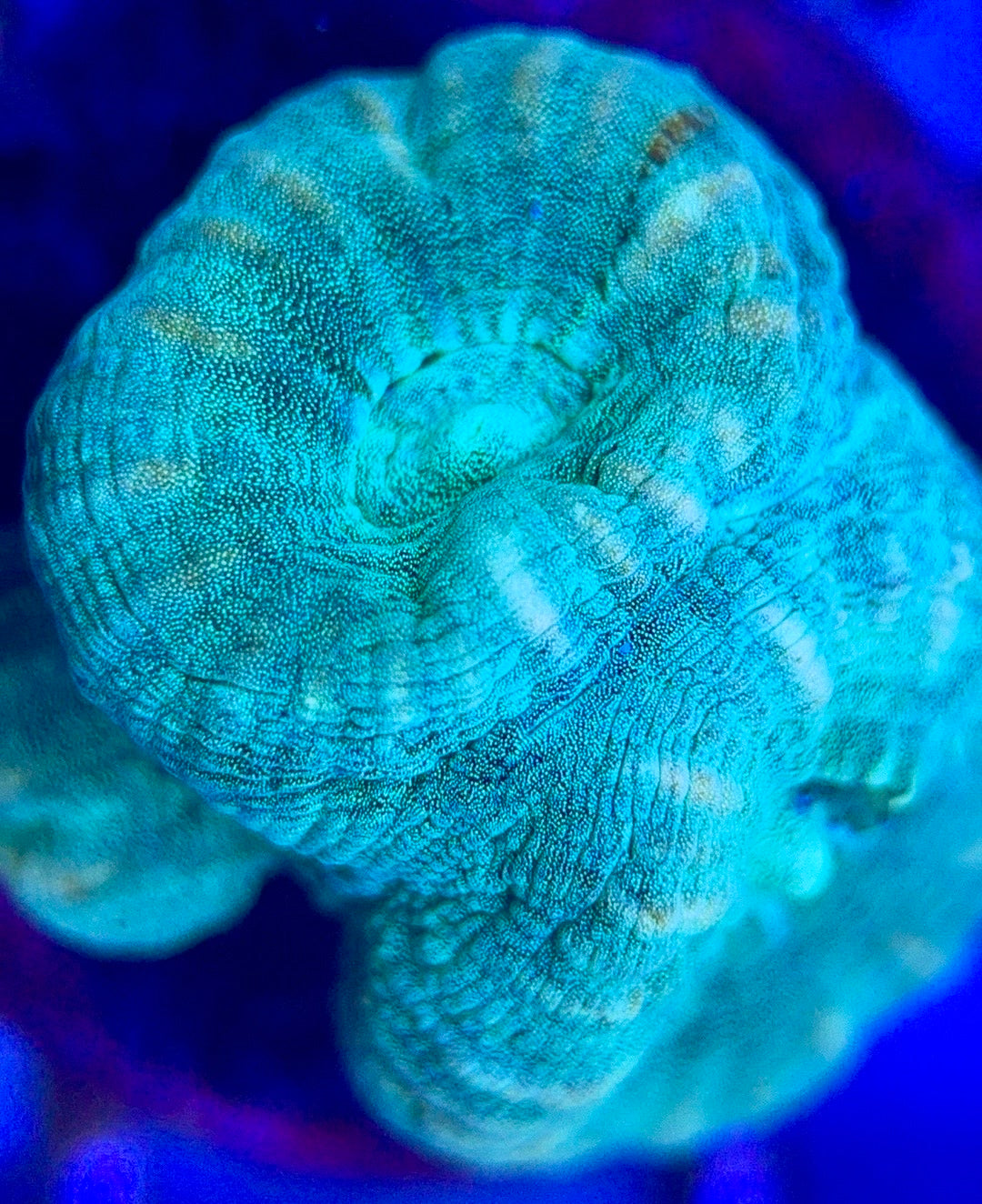 Aquacultured Trumpet Candy Cane Size: L 0.75" to 1" - Violet Aquarium 
