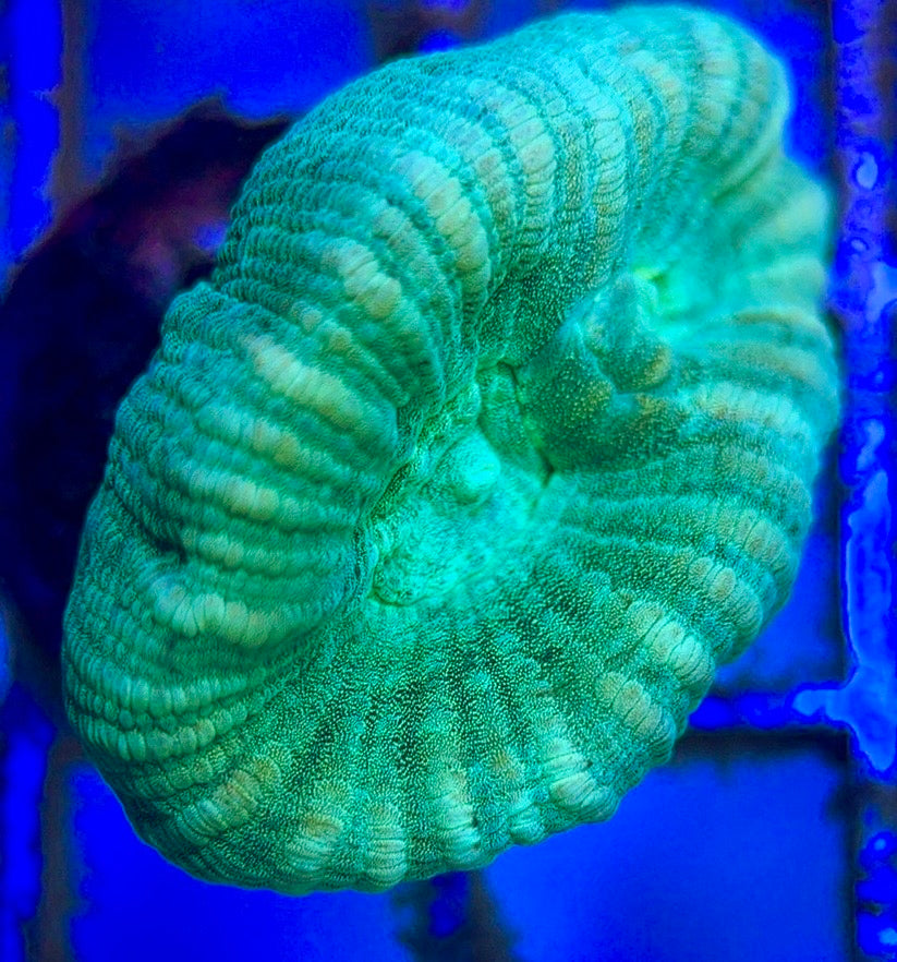 Aquacultured Trumpet Candy Cane Size: L 0.75" to 1" - Violet Aquarium 