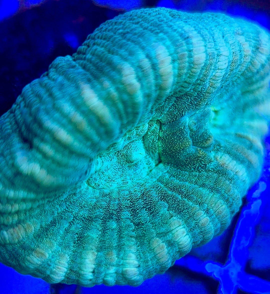 Aquacultured Trumpet Candy Cane Size: L 0.75" to 1" - Violet Aquarium 