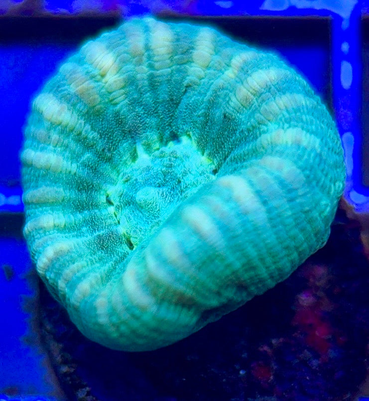 Trumpet Candy Cane TCC102603 WYSIWYG