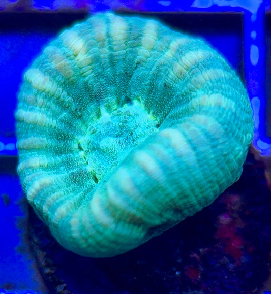 Trumpet Candy Cane TCC102603 WYSIWYG