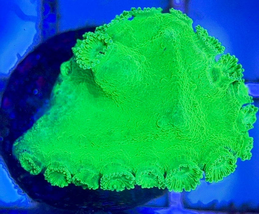 Aussie Neon Pagoda Cup Coral ANPCC102601 WYSIWYG