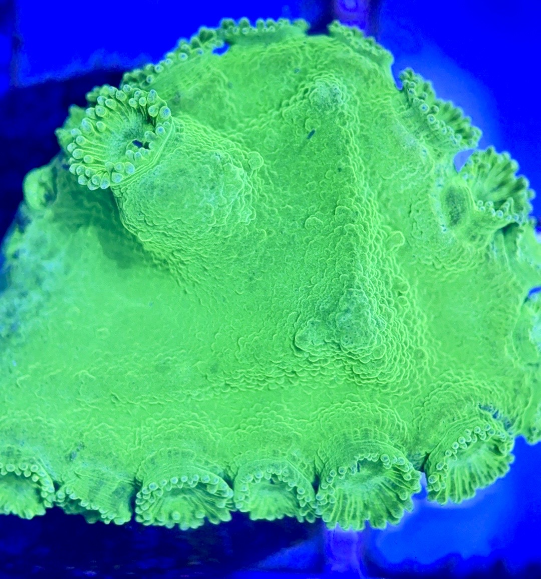 Aussie Neon Pagoda Cup Coral ANPCC102601 WYSIWYG