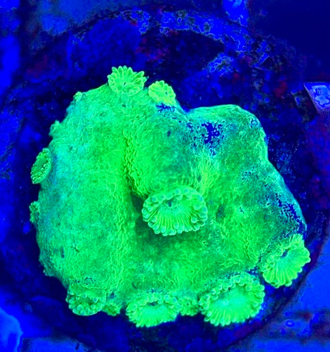 Aussie Neon Pagoda Cup Coral ANPCC102602 WYSIWYG