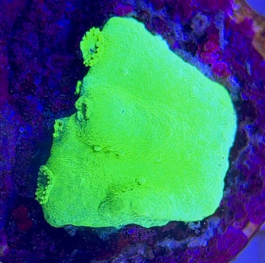 Aussie Neon Pagoda Cup Coral ANPCC102603 WYSIWYG