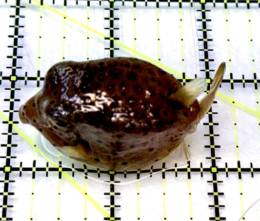 Yellow Polka Dot Boxfish YPDB091202 WYSIWYG Size: M 2.5" approx