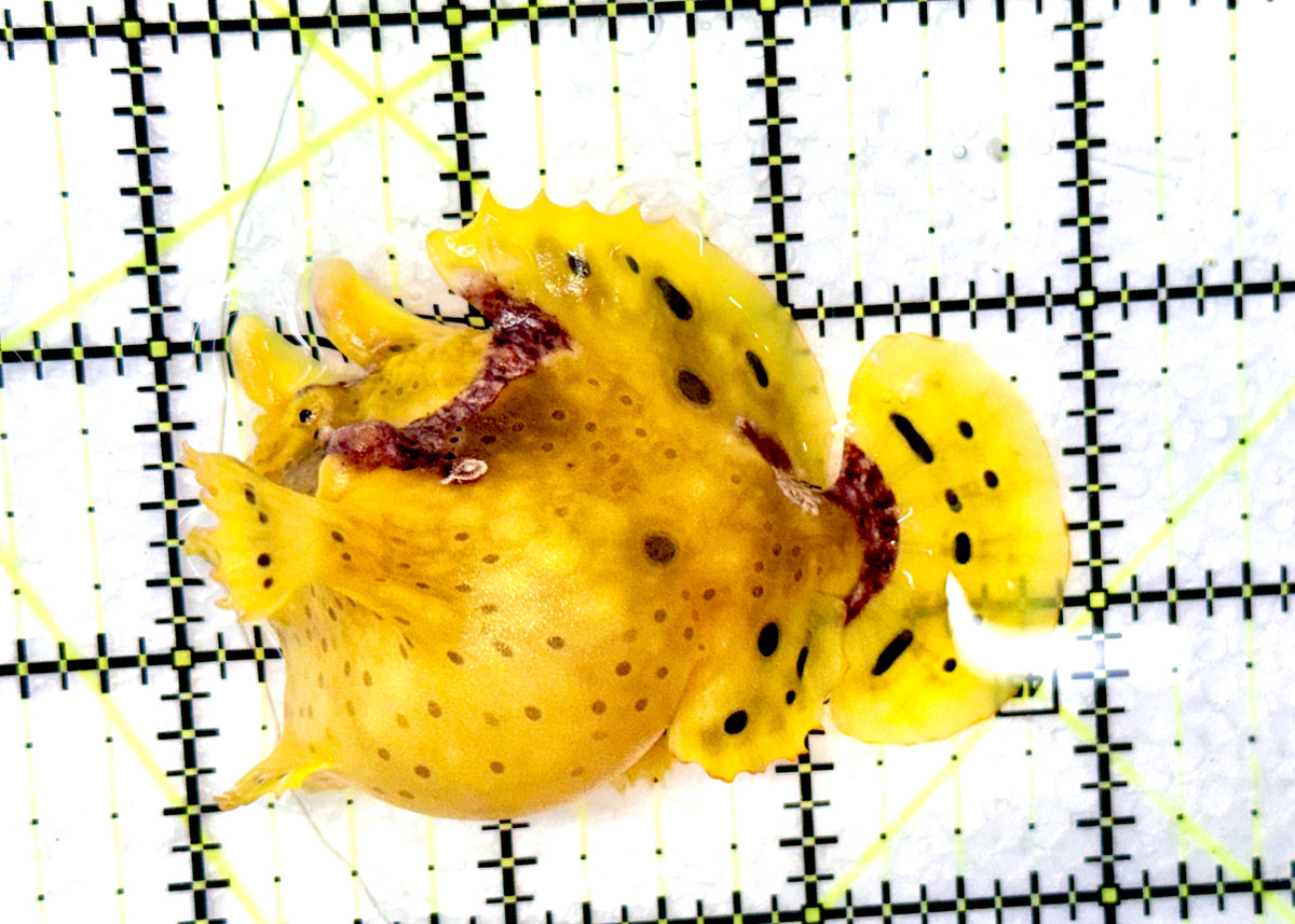 Yellow Pink Warty Angler YPWA091202 WYSIWYG Size: M  3" approx