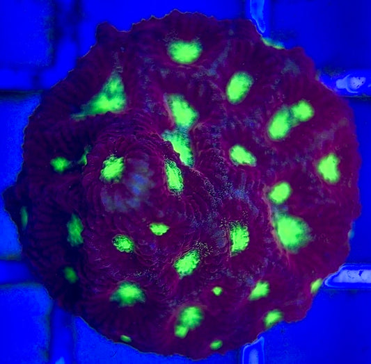 Ultra War Favia UWF102601 WYSIWYG