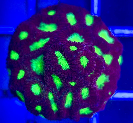 Ultra War Favia UWF102602 WYSIWYG