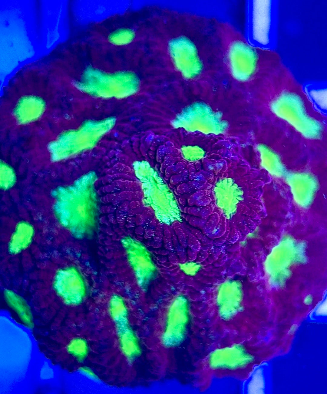 Ultra War Favia UWF102602 WYSIWYG