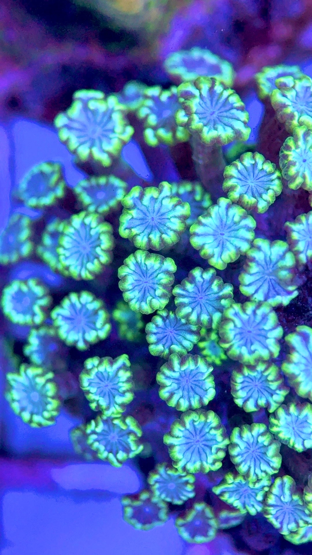 Aussie Alveopora AA103002 WYSIWYG