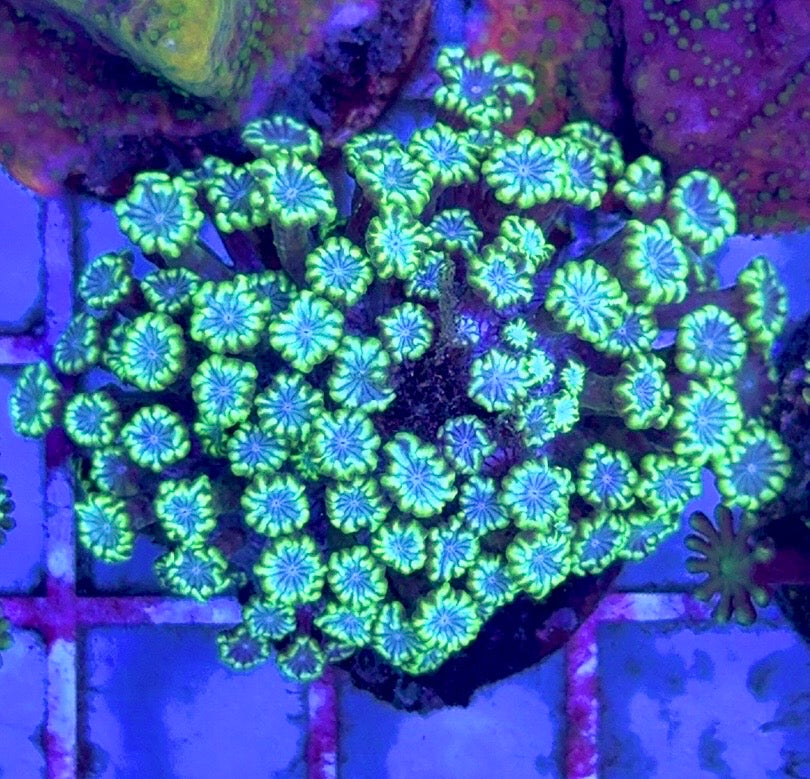 Aussie Alveopora AA103002 WYSIWYG