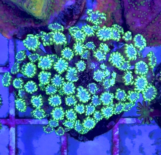 Aussie Alveopora AA103002 WYSIWYG