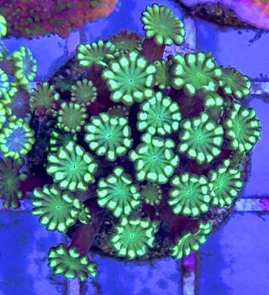 Aussie Alveopora AA103003 WYSIWYG