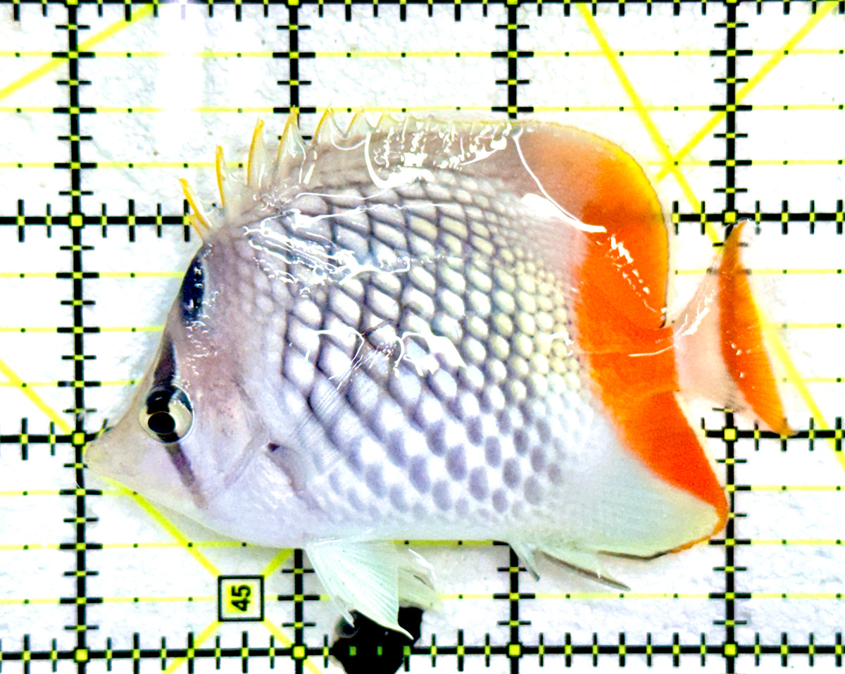 Pearlscale Butterflyfish PB091202 WYSIWYG Size : M 3.25"  approx