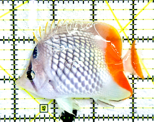 Pearlscale Butterflyfish PB091202 WYSIWYG Size : M 3.25"  approx