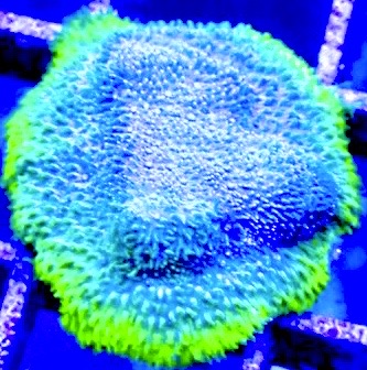 Poison Berry Psammocora (Aquacultured)