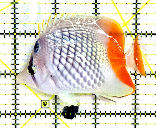 Pearlscale Butterflyfish PB091201 WYSIWYG Size : M 3.5"  approx