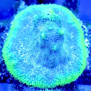 Poison Berry Psammocora (Aquacultured)