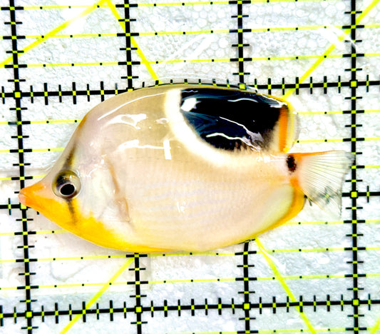 Saddleback Butterflyfish SB091201 WYSIWYG Size: M 3" approx