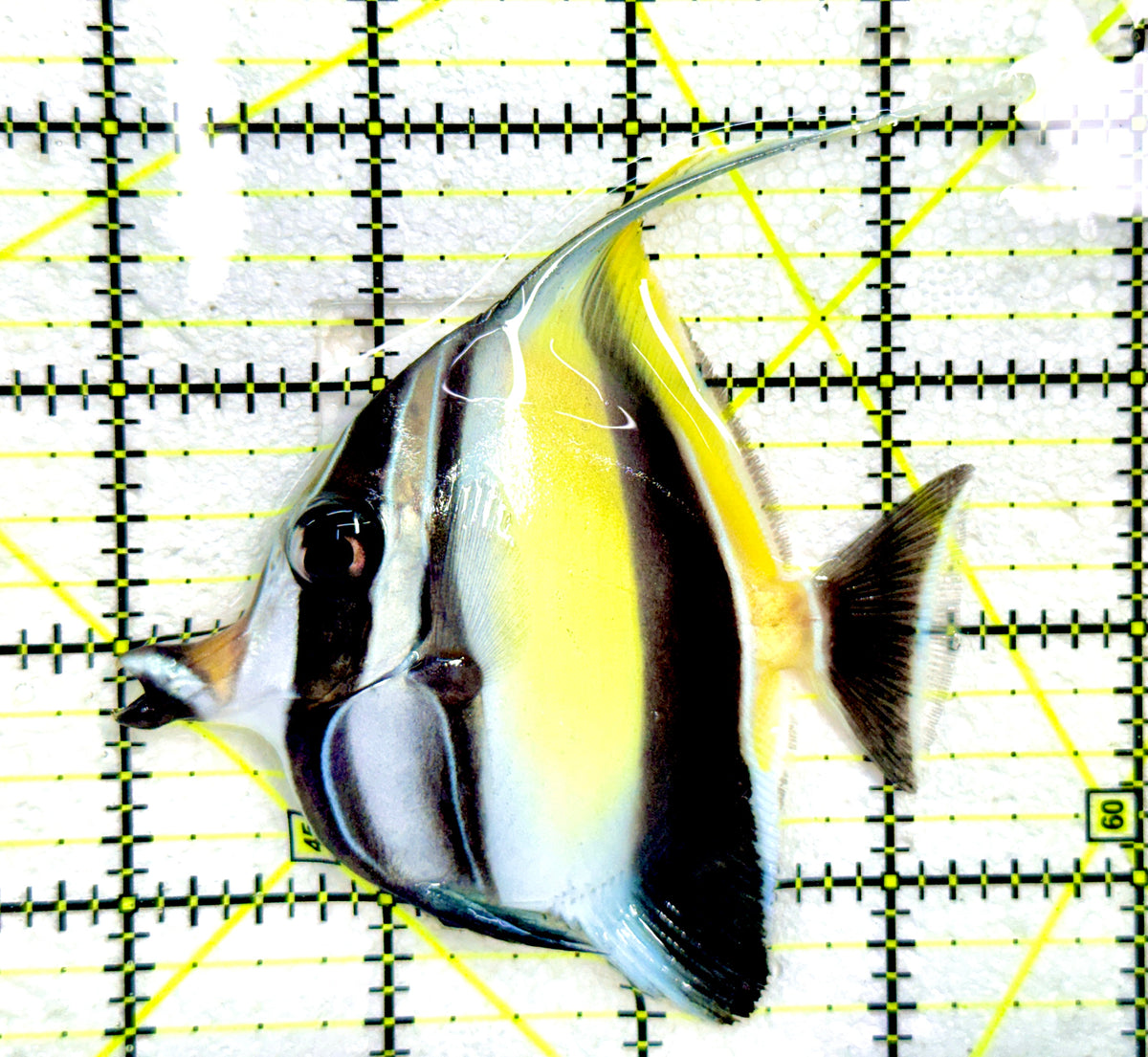 Moorish Idol MI091201 WYSIWYG Size: ML 3.25" approx