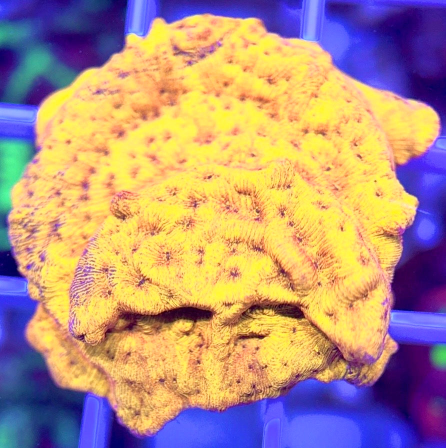 VA Gold Leptoseris VAGL103001 WYSIWYG