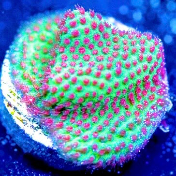 Strawberry Fields Porites