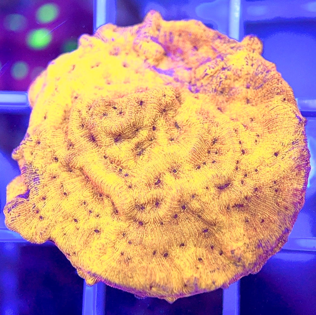 VA Gold Leptoseris VAGL103002 WYSIWYG