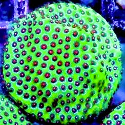 Strawberry Fields Porites