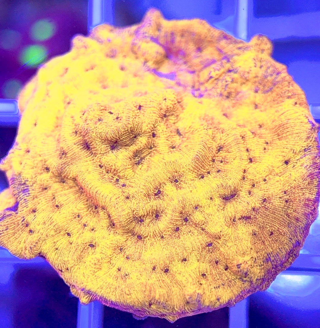 VA Gold Leptoseris VAGL103002 WYSIWYG