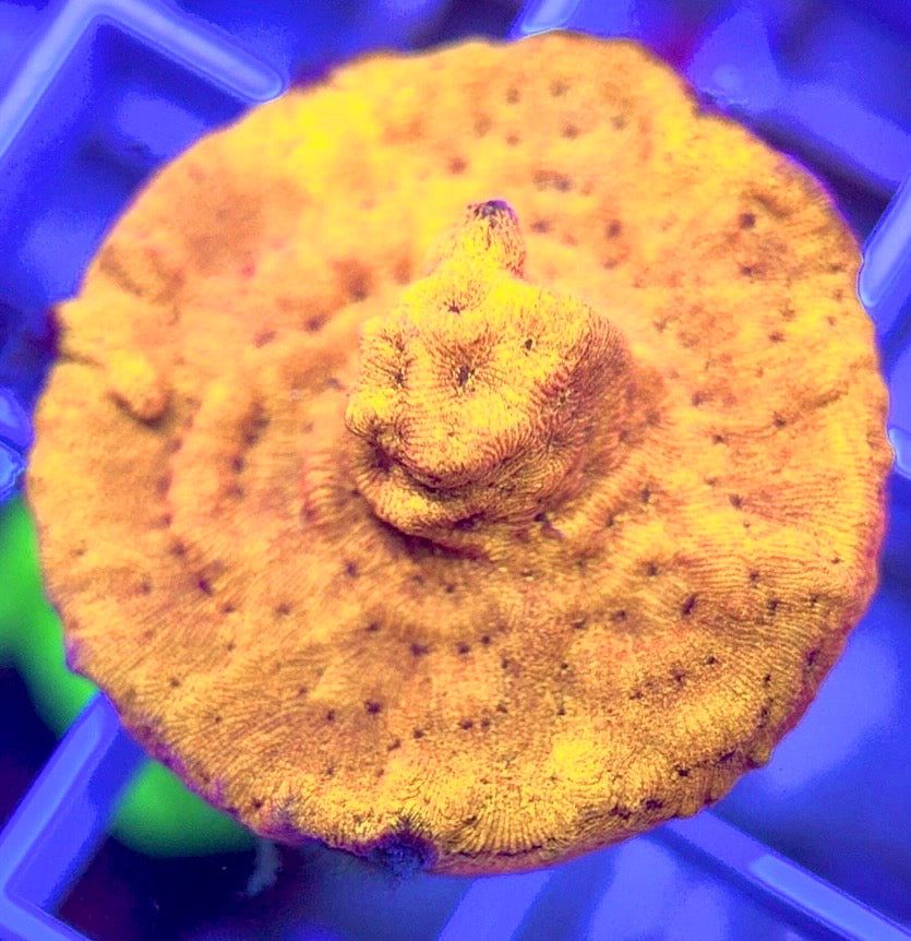 VA Jack-O-Lantern Leptoseris VAJOLL103003 WYSIWYG